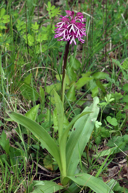 Orchis x angusticruris Franch. ex Humn.